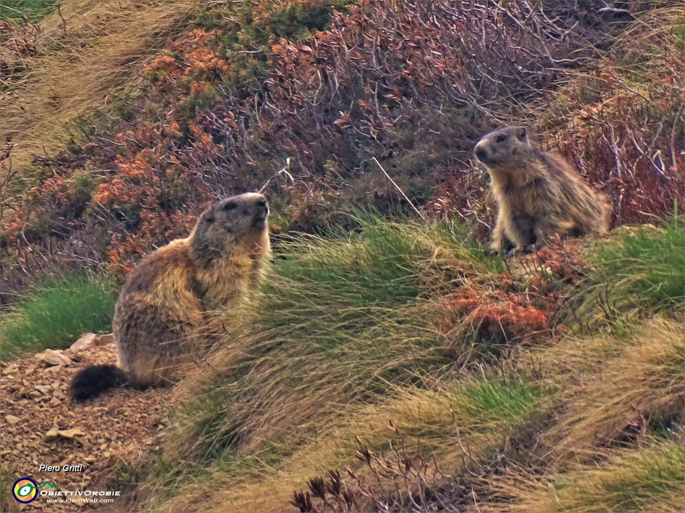 62 Coppia di marmotte in attenta osservazione.JPG